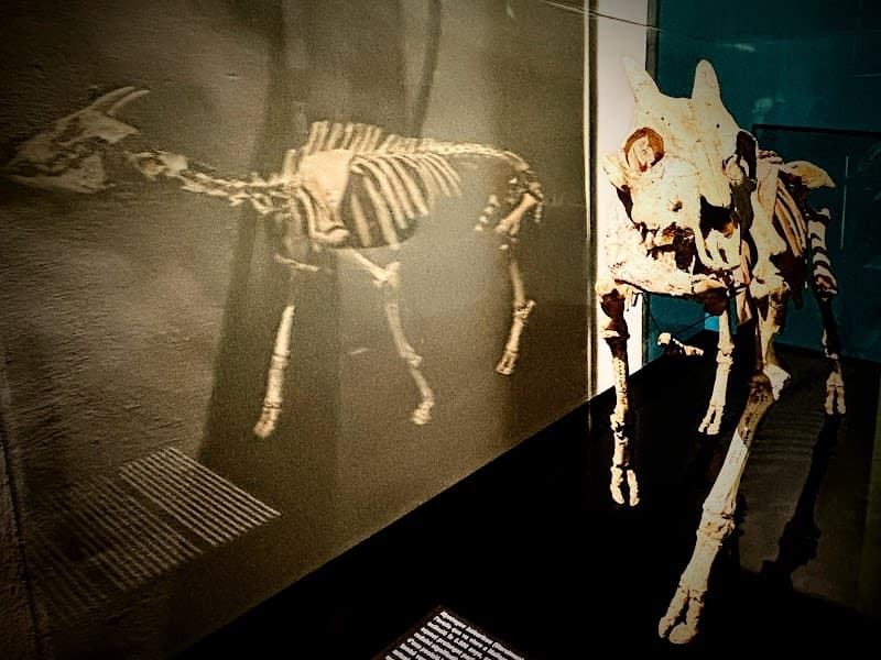 Museu Balear de Ciencies Naturals