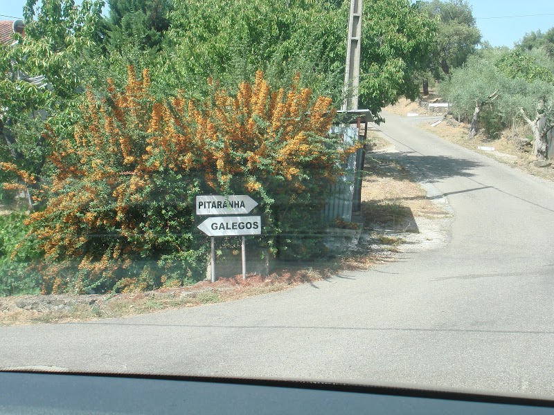 Pitaranha