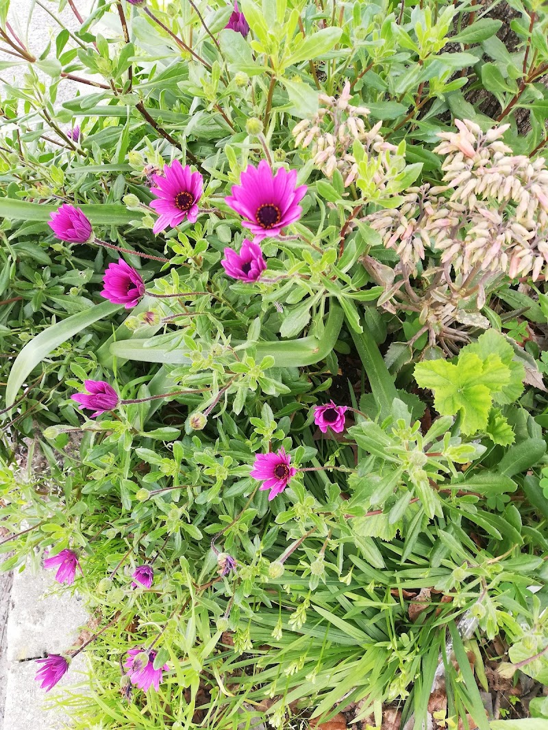 Horta das Figueiras